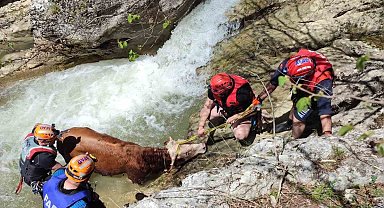Derede mahsur kalan dana AFAD ekiplerince kurtarıldı