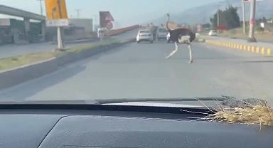 Deve kuşunu trafikte gören vatandaşın şaşkınlık yaşadığı anlar gülümsetti