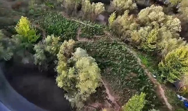 Diyarbakır'da 1 milyon 428 bin kök uyuşturucu bitkisi ele geçirildi