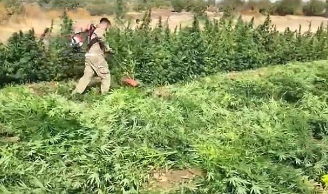 Diyarbakır'da 70 ton toz esrar elde edebilecek 3 milyon 476 bin adet kök kenevir ve skunk ele geçirildi: 7 gözaltı