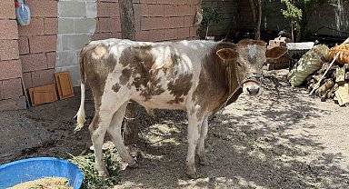 Diyarbakır'da firari buzağı 9 ay sonra sahibine teslim edildi