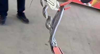 Diyarbakır'da markete giren yılan itfaiye erleri tarafından yakalandı