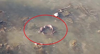 Diyarbakır'da nesli tehlike altında olan yavru 'su samurları' görüntülendi