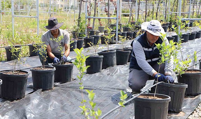 Diyarbakır'da yaban mersini ve aronya üretimi için çalışma başlatıldı