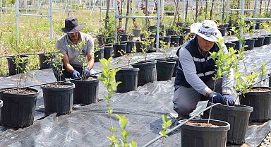 Diyarbakır'da yaban mersini ve aronya üretimi için çalışma başlatıldı