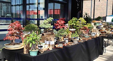 Doğa ve sanat tutkunları bonsai sanatı ile tanıştı