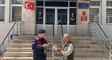 Doğada bulunan yaralı şahinler tedavi altına alındı
