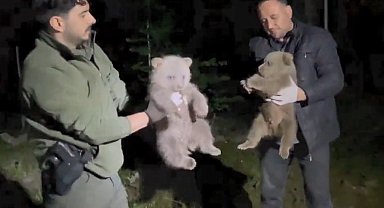 Doğada yalnız bulunan yavru ayılar koruma altına alındı