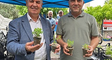 Doğal sivrisinek kovar fesleğenler yoğun ilgi gördü