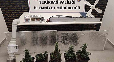 Dolaptan kenevir serası çıktı