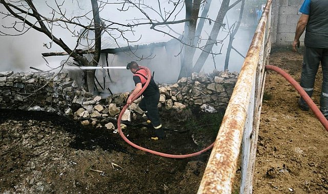 Domaniç'te çıkan yangında 100 tavuk telef oldu