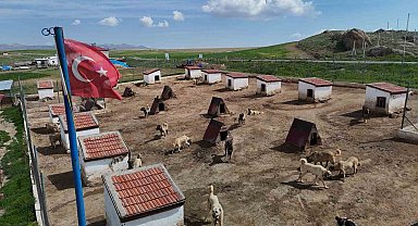 Dünyada eşi benzeri bulunmayan Kangallara Ortadoğu ülkeleri talip oldu