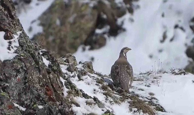 Dünyada nesli tükenmekte olan Ur kekliği İspir'de görüntülendi