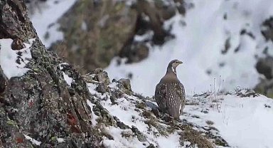 Dünyada nesli tükenmekte olan Ur kekliği İspir'de görüntülendi
