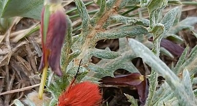 Dünyada sadece bu bölgede görülüyor: İki endemik tür aynı karede