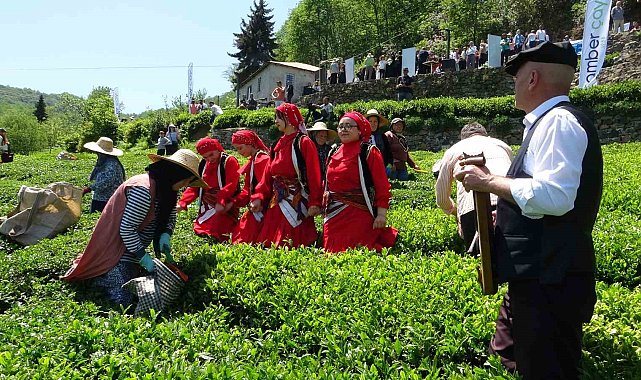 Dünyanın en kaliteli fındığının üretildiği Giresun'da kemençe eşliğinde çay hasat şenliği yapıldı