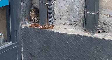 Duvar arasında mahsur kalan kedi, duvarın kırılmasıyla kurtarıldı