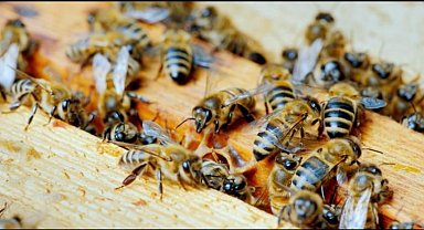 Düzce Üniversitesi'nden uluslararası iş birliği