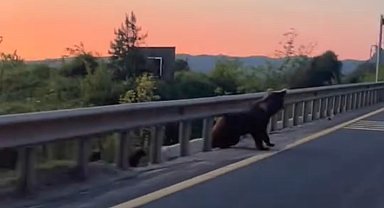 Düzce'de yol kenarında boz ayı ve yavruları görüntülendi