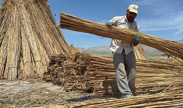 Eber Gölü'nde kamış hasadı başladı