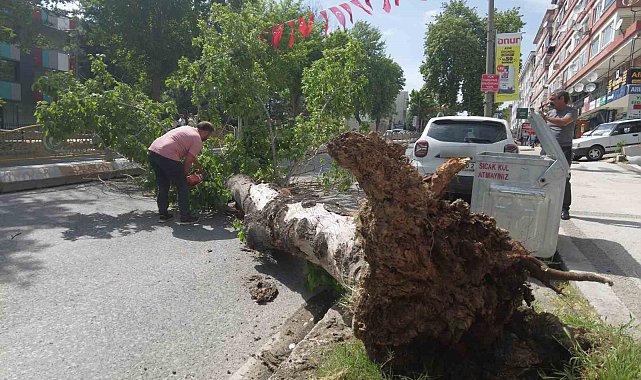 Edirne'de devrilen ağaç yolu trafiğe kapattı