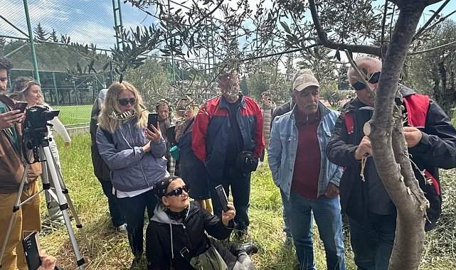 Edremit MYO'da zeytin aşılama eğitimi