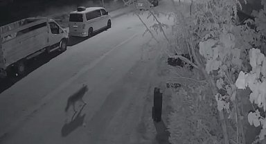 Elazığ'da aç kalan kurt, şehir merkezine indi
