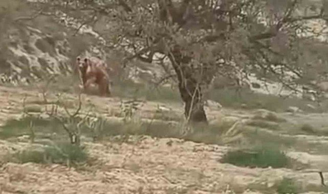 Elazığ'da ayı üzüm bağlarına dadandı