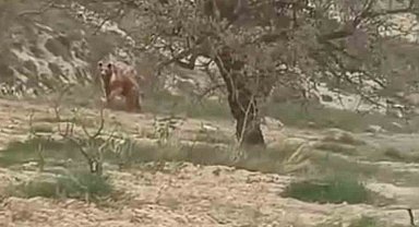 Elazığ'da ayı üzüm bağlarına dadandı