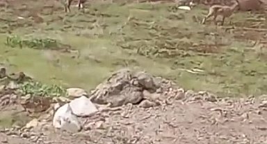 Elazığ'da dağ keçileri görüldü