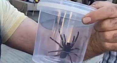 Elazığ'da dev etçil örümcek paniği