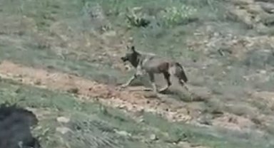 Elazığ'da doğanın nadir konukları görüntülendi