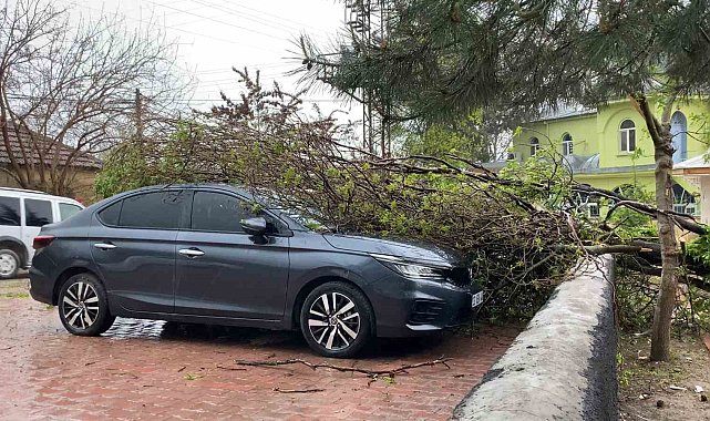 Elazığ'da fırtına etkili oldu: Ağaç, araçların üzerine devrildi