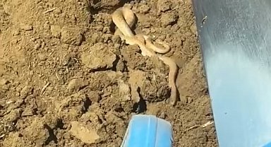 Elazığ'da hava ısındı, yılanlar ortaya çıktı