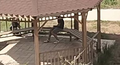 Elazığ'da kamelyalara zarar verdiler