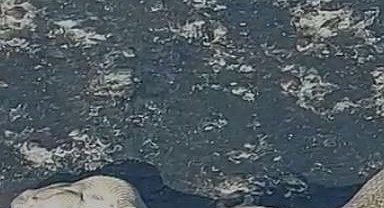 Elazığ'da karayoluna inen dev engerek korkuttu