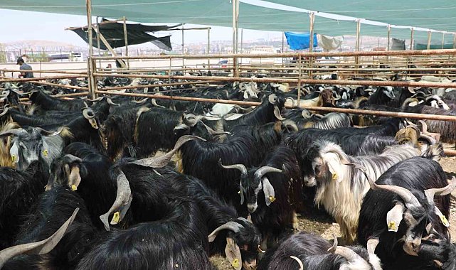 Elazığ'da kurban satış ve kesim alanı belirlendi