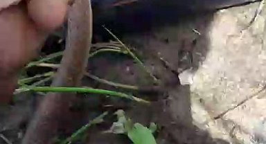 Eliyle tuttuğu yılanla sohbet etti, su içirdi