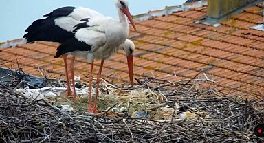 En baba leylek Yaren