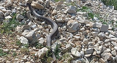 Engerek yılanı Kahramanmaraş'ta da görüntülendi