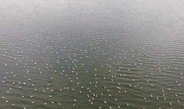Erçek Gölü'nün narin misafirleri flamingolar gelmeye başladı