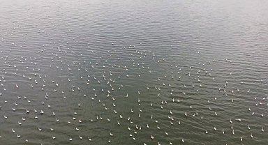 Erçek Gölü'nün narin misafirleri flamingolar gelmeye başladı