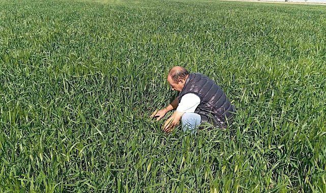 Ereğli'de süne kımıl sürvey çalışmaları başladı