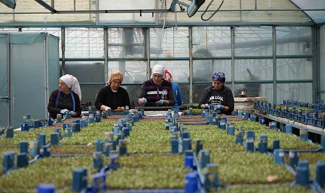 Erzincan seracılıkta hedefini büyütüyor