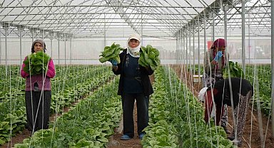 Erzincan seralarında marul hasadı başladı