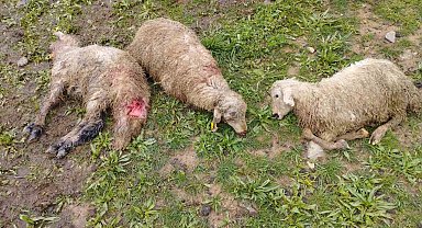 Erzincan'da ağıla giren kurtlar 15 kuzuyu telef etti, 15'ini yaraladı, 30'u ise kayboldu