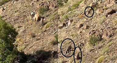Erzincan'da anne ayı ve 3 yavrusu görüntülendi