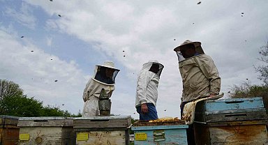 Erzincan'da kış uykusundan uyanan arılar yeni sezona hazırlanıyor
