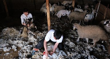 Erzincan'da kuzu kırkım sezonu başladı