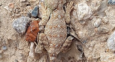 Erzincan'da nesli tükenme tehlikesi altındaki 'Bozkır Keleri' görüntülendi